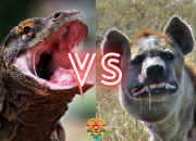 沃尔索尔对约克城，谁能笑到最后？